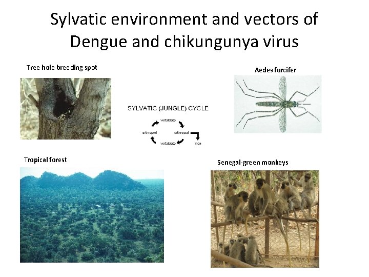 Sylvatic environment and vectors of Dengue and chikungunya virus Tree hole breeding spot Tropical