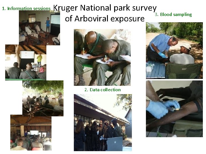 1. Information sessions Kruger National park survey 3. Blood sampling of Arboviral exposure 2.