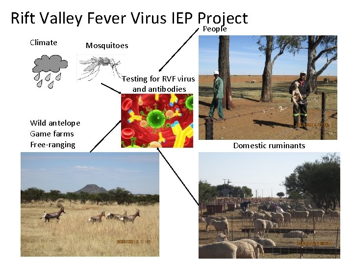 Rift Valley Fever Virus IEP Project People Climate Mosquitoes Testing for RVF virus and