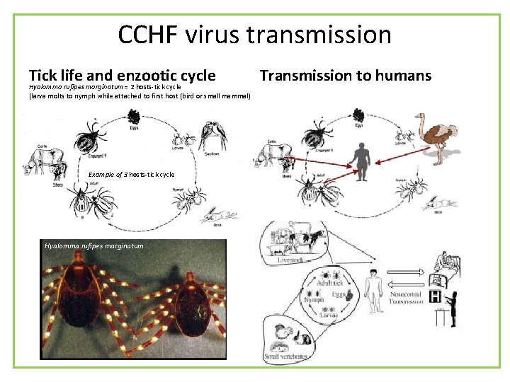 CCHF virus transmission Tick life and enzootic cycle Hyalomma rufipes marginatum = 2 hosts-tick