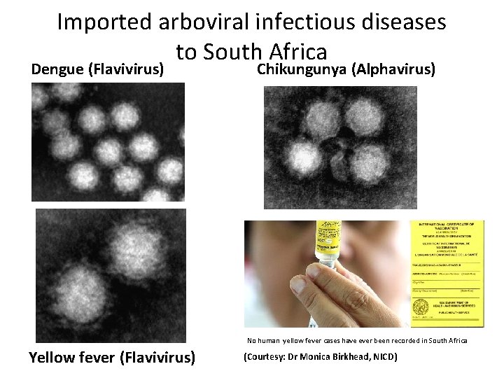 Imported arboviral infectious diseases to South Africa Dengue (Flavivirus) Chikungunya (Alphavirus) No human yellow
