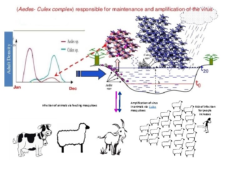 Infection of animals via feeding mosquitoes Amplification of virus in animals via Culex mosquitoes