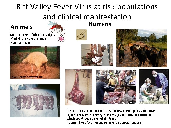 Rift Valley Fever Virus at risk populations and clinical manifestation Animals Humans Sudden onset