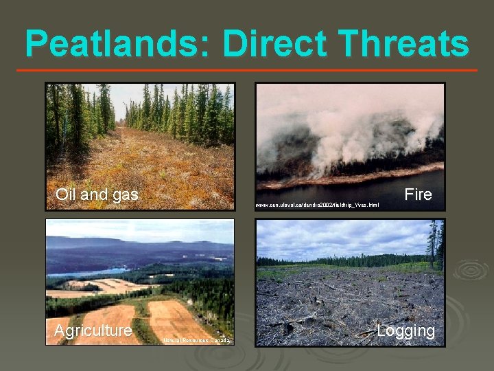 Peatlands: Direct Threats Oil and gas Agriculture www. cen. ulaval. ca/dendro 2002/fieldtrip_Yves. html Natural