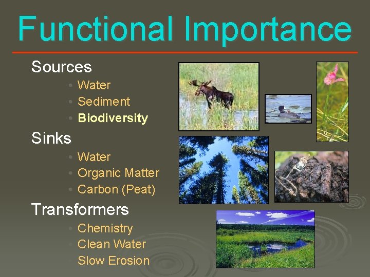 Functional Importance Sources • Water • Sediment • Biodiversity Sinks • Water • Organic