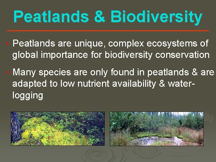 Peatlands & Biodiversity • Peatlands are unique, complex ecosystems of global importance for biodiversity