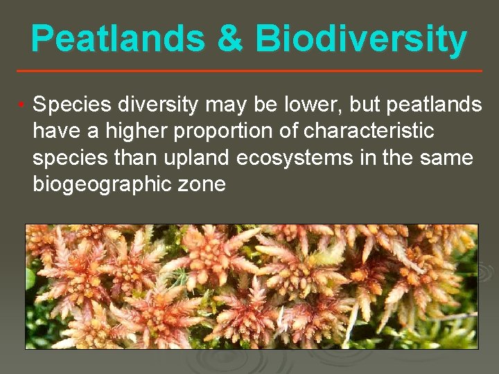 Peatlands & Biodiversity • Species diversity may be lower, but peatlands have a higher