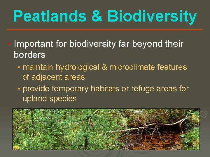 Peatlands & Biodiversity • Important for biodiversity far beyond their borders • maintain hydrological