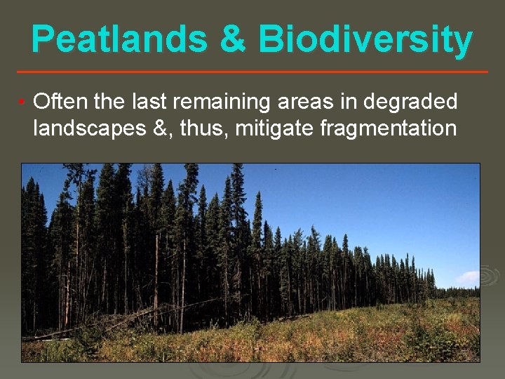 Peatlands & Biodiversity • Often the last remaining areas in degraded landscapes &, thus,