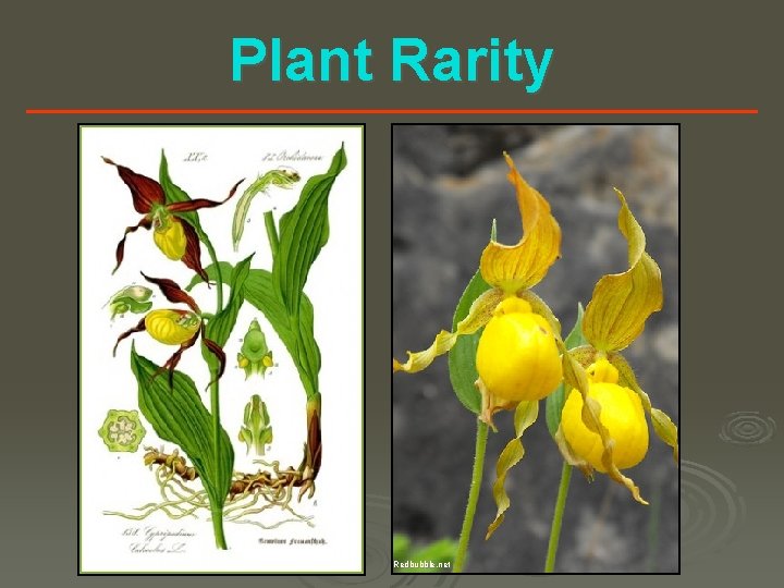 Plant Rarity Redbubble. net 