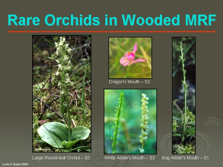 Rare Orchids in Wooded MRF Dragon’s Mouth – S 2 Ben Roston Large Round-leaf