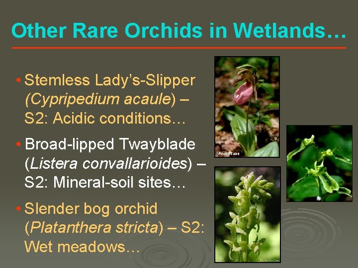 Other Rare Orchids in Wetlands… • Stemless Lady’s-Slipper (Cypripedium acaule) – S 2: Acidic