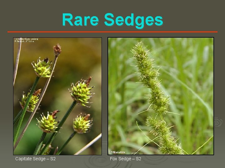 Rare Sedges Dragon’s Mouth – S 2 Sitkanature Capitate Sedge – S 2 Fox