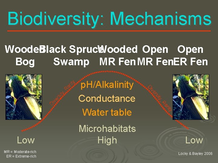 Biodiversity: Mechanisms Low MR = Moderate-rich ER = Extreme-rich p. H/Alkalinity Conductance Water table