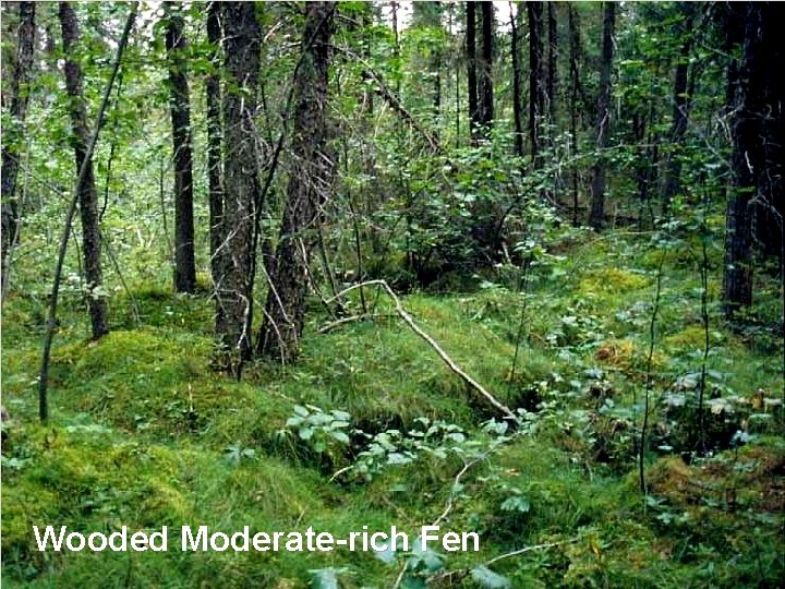 Wooded Moderate-rich Fen 