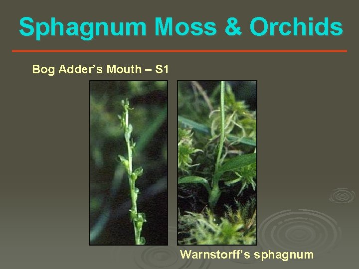 Sphagnum Moss & Orchids Bog Adder’s Mouth – S 1 Warnstorff’s sphagnum 