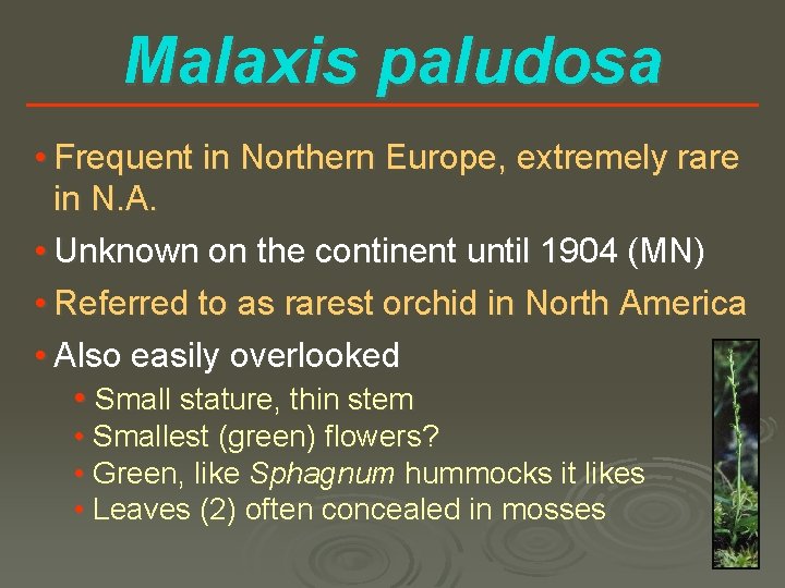 Malaxis paludosa • Frequent in Northern Europe, extremely rare in N. A. • Unknown
