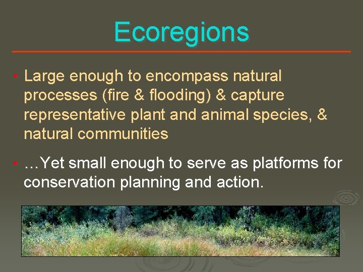 Ecoregions • Large enough to encompass natural processes (fire & flooding) & capture representative