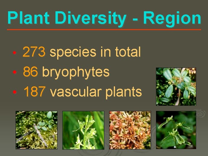 Plant Diversity - Region 273 species in total • 86 bryophytes • 187 vascular