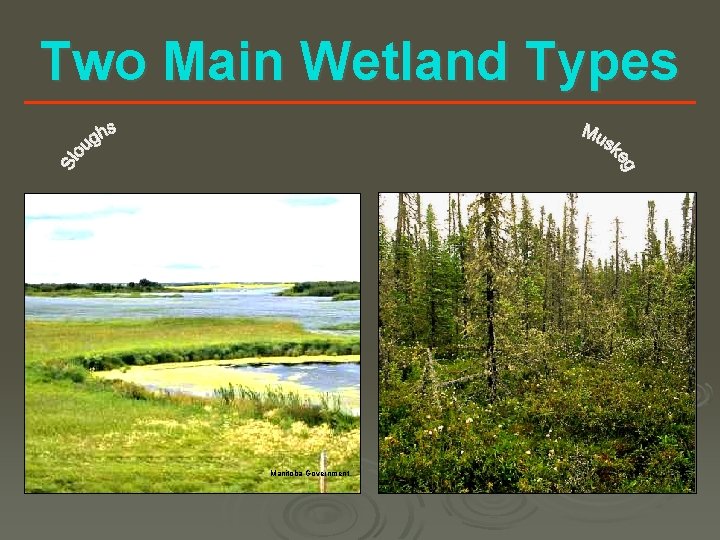 Two Main Wetland Types Manitoba Government 
