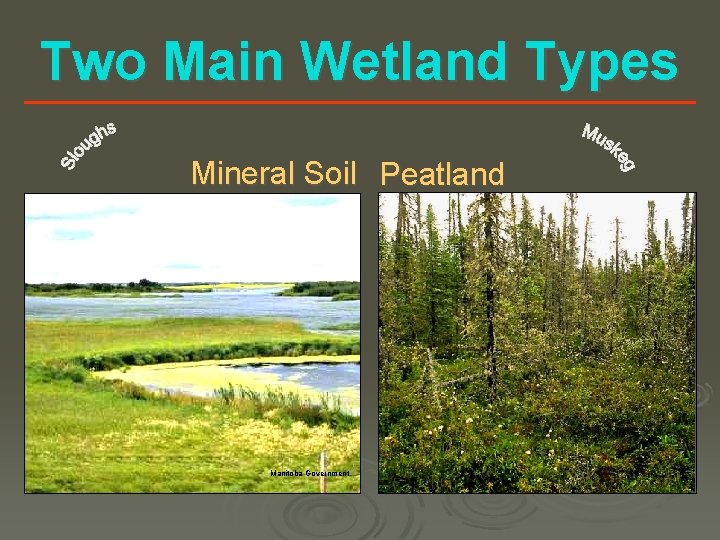 Two Main Wetland Types Mineral Soil Peatland Manitoba Government 