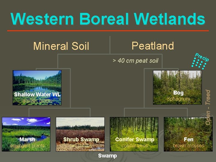 Western Boreal Wetlands Peatland Pre cip > 40 cm peat soil Bog Shallow Water