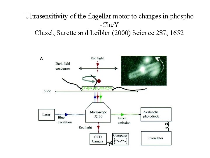 Ultrasensitivity of the flagellar motor to changes in phospho -Che. Y Cluzel, Surette and