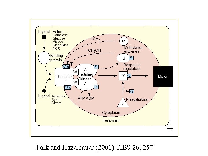 Falk and Hazelbauer (2001) TIBS 26, 257 