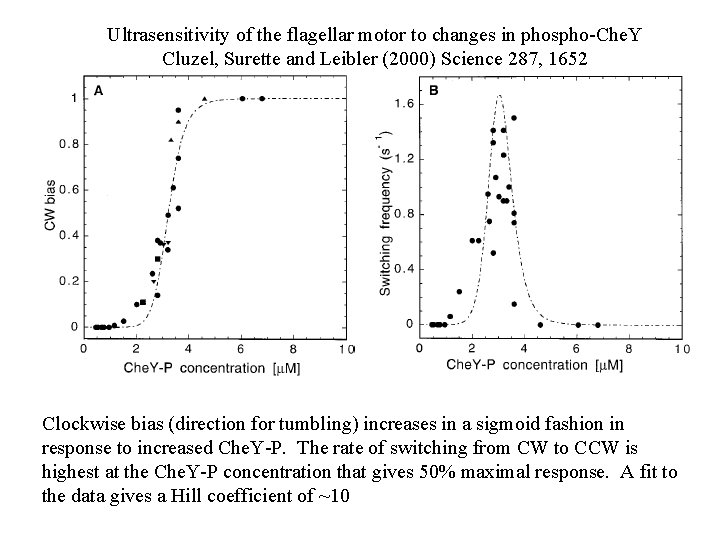 Ultrasensitivity of the flagellar motor to changes in phospho-Che. Y Cluzel, Surette and Leibler