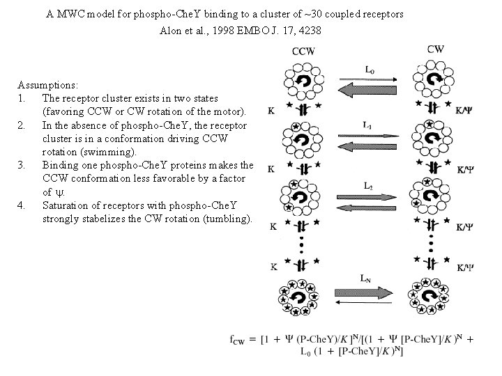 A MWC model for phospho-Che. Y binding to a cluster of ~30 coupled receptors