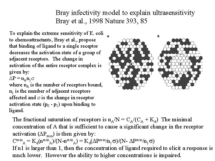 Bray infectivity model to explain ultrasensitivity Bray et al. , 1998 Nature 393, 85