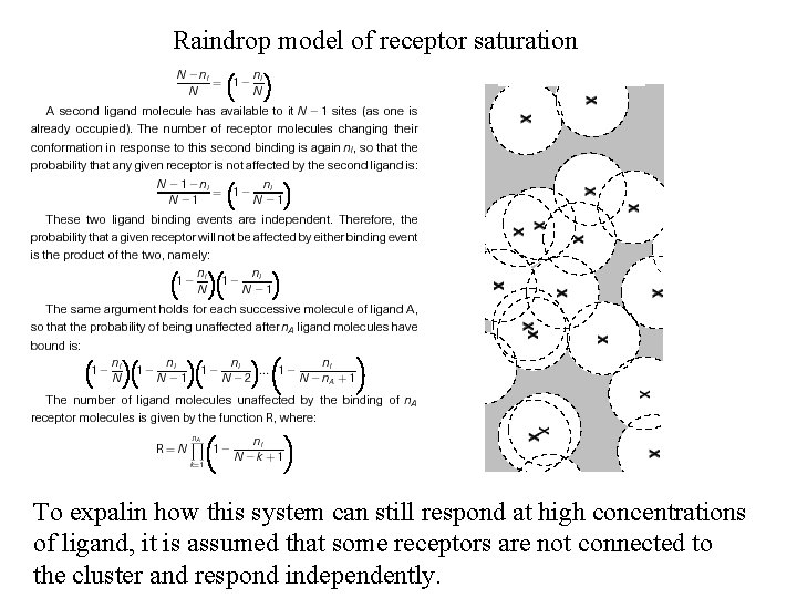 Raindrop model of receptor saturation To expalin how this system can still respond at