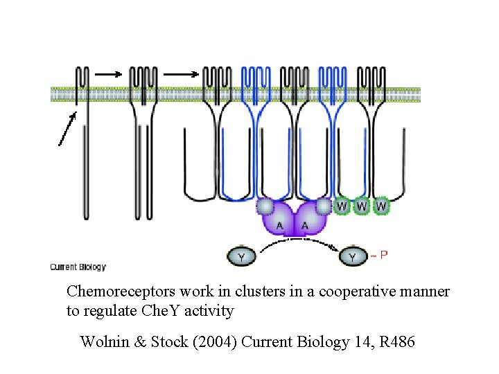 Chemoreceptors work in clusters in a cooperative manner to regulate Che. Y activity Wolnin