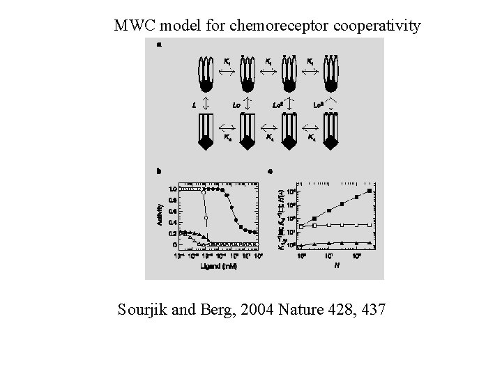 MWC model for chemoreceptor cooperativity Sourjik and Berg, 2004 Nature 428, 437 