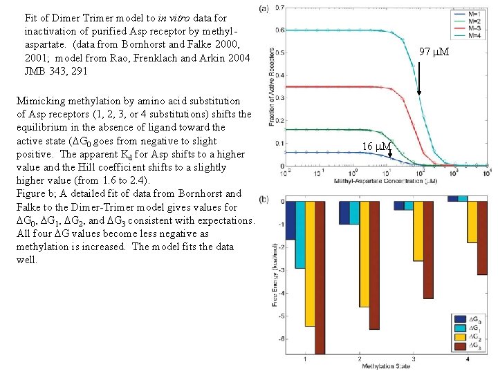 Fit of Dimer Trimer model to in vitro data for inactivation of purified Asp