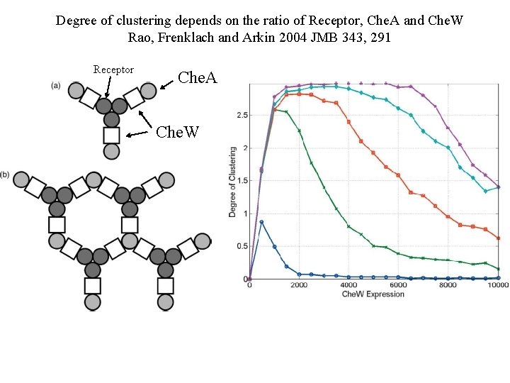 Degree of clustering depends on the ratio of Receptor, Che. A and Che. W