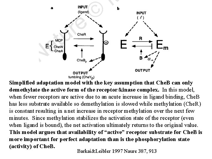 Simplified adaptation model with the key assumption that Che. B can only demethylate the