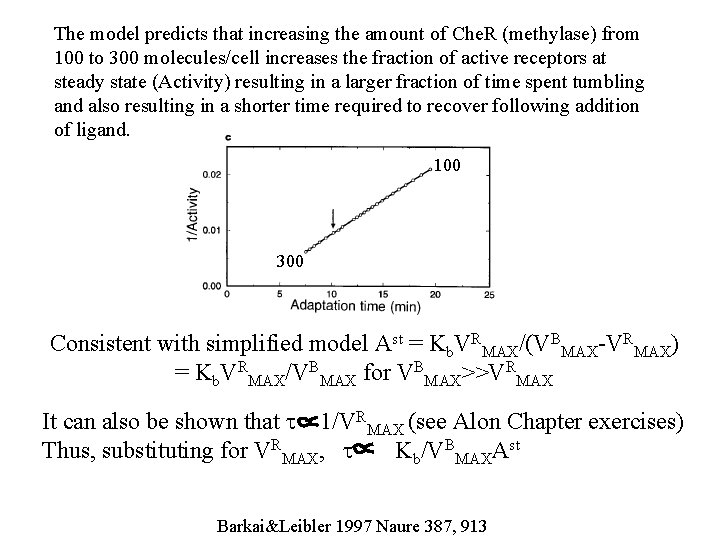 The model predicts that increasing the amount of Che. R (methylase) from 100 to