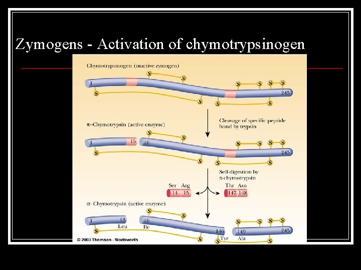 Zymogens - Activation of chymotrypsinogen 