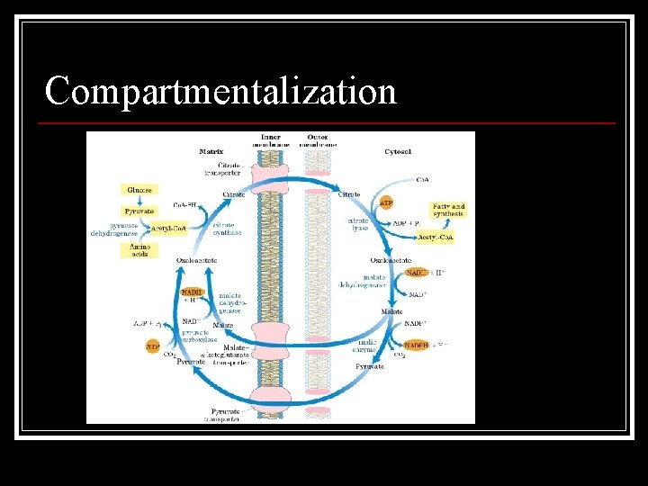 Compartmentalization 