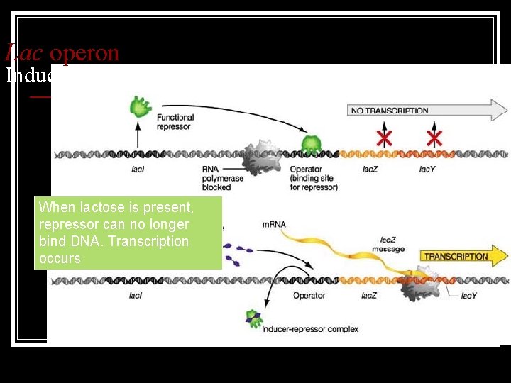 Lac operon Inducible operons are normally off When lactose is present, repressor can no