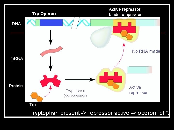 Active repressor binds to operator Trp Operon DNA No RNA made m. RNA Protein