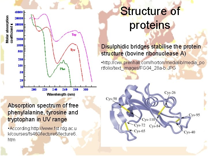 Molar absorption coefficient e Structure of proteins Disulphidic bridges stabilise the protein structure (bovine Molar absorption coefficient e Structure of proteins Disulphidic bridges stabilise the protein structure (bovine