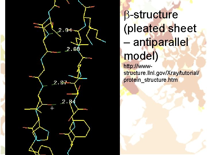 b-structure (pleated sheet – antiparallel model) http: //wwwstructure. llnl. gov/Xray/tutorial/ protein_structure. htm b-structure (pleated sheet – antiparallel model) http: //wwwstructure. llnl. gov/Xray/tutorial/ protein_structure. htm