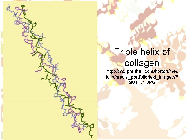 Triple helix of collagen http: //cwx. prenhall. com/horton/med ialib/media_portfolio/text_images/F G 04_34. JPG 