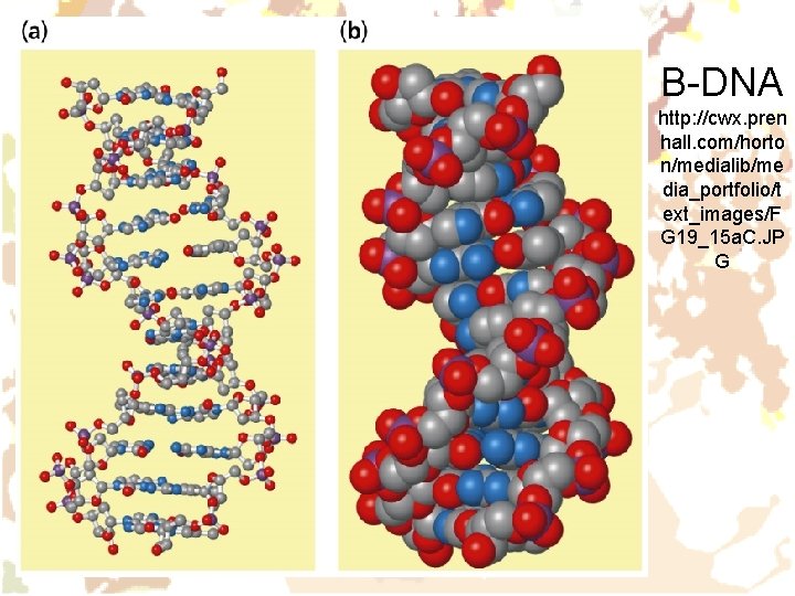 B-DNA http: //cwx. pren hall. com/horto n/medialib/me dia_portfolio/t ext_images/F G 19_15 a. C. JP