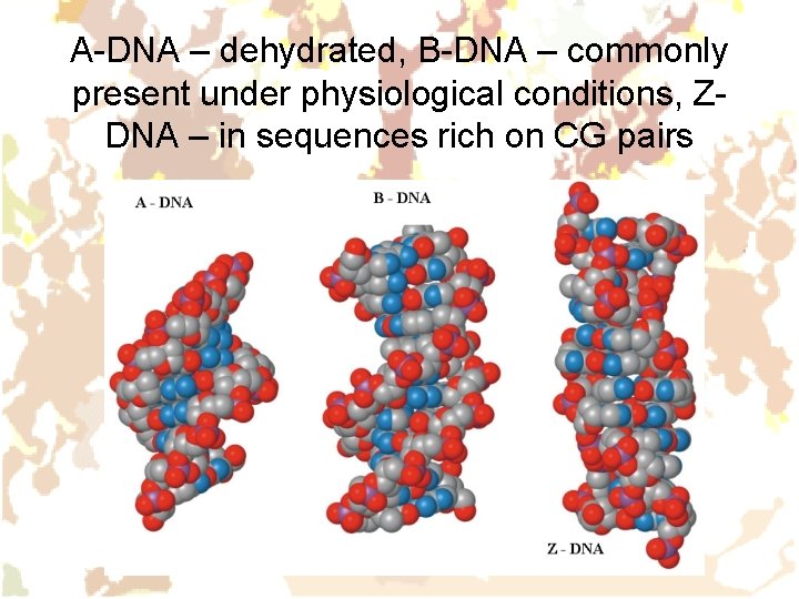 A-DNA – dehydrated, B-DNA – commonly present under physiological conditions, ZDNA – in sequences A-DNA – dehydrated, B-DNA – commonly present under physiological conditions, ZDNA – in sequences