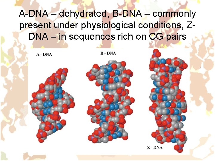 A-DNA – dehydrated, B-DNA – commonly present under physiological conditions, ZDNA – in sequences