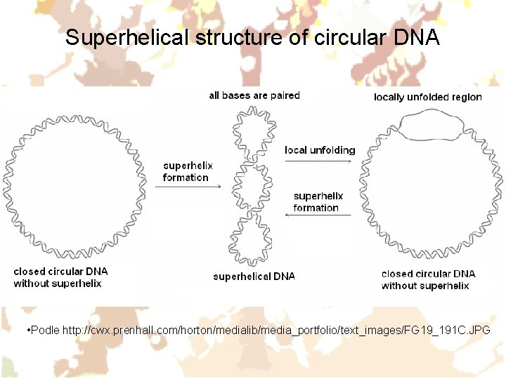 Superhelical structure of circular DNA • Podle http: //cwx. prenhall. com/horton/medialib/media_portfolio/text_images/FG 19_191 C. JPG