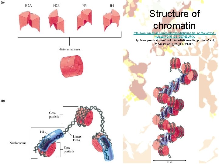 Structure of chromatin http: //cwx. prenhall. com/horton/medialib/media_portfolio/text_i mages/FG 19_23_00742. JPG, http: //cwx. prenhall. com/horton/medialib/media_portfolio/text_i Structure of chromatin http: //cwx. prenhall. com/horton/medialib/media_portfolio/text_i mages/FG 19_23_00742. JPG, http: //cwx. prenhall. com/horton/medialib/media_portfolio/text_i